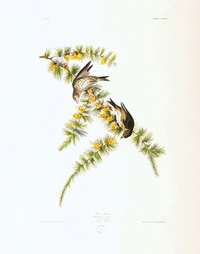 Pine Finch